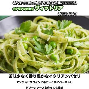 イタリアン パセリ【 ヴィットリア 】9cmポ...の詳細画像2
