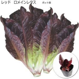 レタス 赤葉 レッドロメインレタス 9cmポット苗