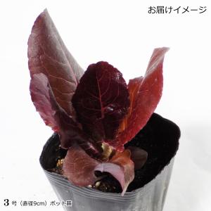 レタス 赤葉 レッドロメインレタス 9cmポット苗の詳細画像1