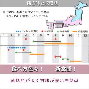 レタス 赤葉 レッドロメインレタス 9cmポット苗の詳細画像3