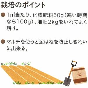 レタス 赤葉 レッドロメインレタス 9cmポット苗の詳細画像4