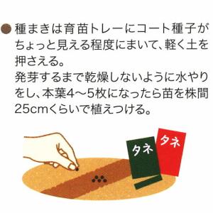 レタス 赤葉 レッドロメインレタス 9cmポット苗の詳細画像5