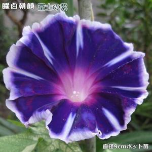 曜白朝顔 富士の紫 9cmポット苗 富士シリーズ