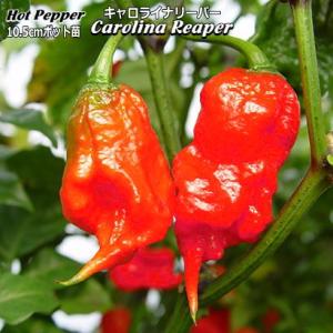 ホットペッパー Carolina Reaper キャロライナリーパー 10.5cmポット苗