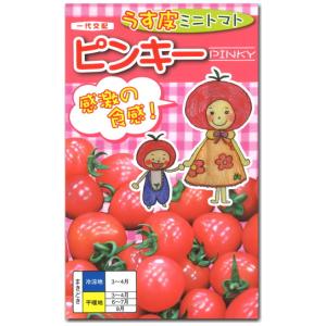 ミニトマトのタネ サカタのタネ ミニトマト種子 シュガーランプ 実咲小袋[920170