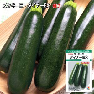ズッキーニ 種子 ダイナー EX　10粒