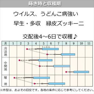 ズッキーニ 種子 ダイナー EX 10粒の詳細画像1
