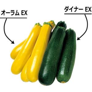 ズッキーニ 種子 ダイナー EX 10粒の詳細画像3
