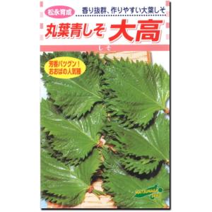 青紫蘇(大葉品種) 種 120粒 : Luckyseed - 通販 - Yahoo!ショッピング
