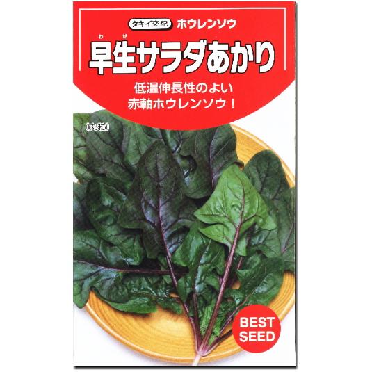 ホウレンソウ 種子 早生サラダあかり 9ml ほうれん草