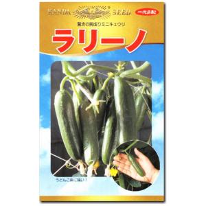 キュウリ 胡瓜 種子 ラリーノ 10粒 ミニきゅうり