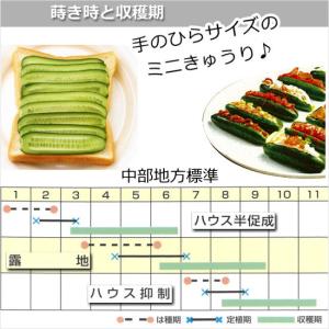 キュウリ 胡瓜 種子 ラリーノ 10粒 ミニきゅうりの詳細画像1