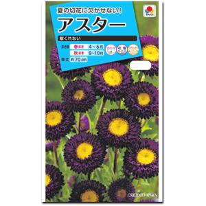 アスター 種子 紫くれない 1ml（育苗可能本数：およそ100本)