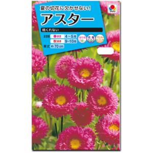 アスター 種子 桃くれない 1ml（育苗可能本数：およそ100本)