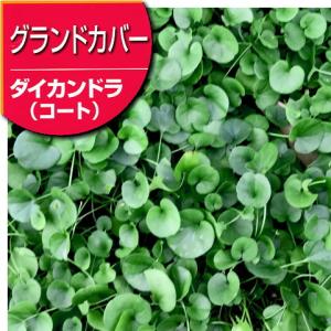 グランドカバー 種子 タキイ種苗 ダイカンドラ（コート種子）（およそ1ｍ2分) 20ml