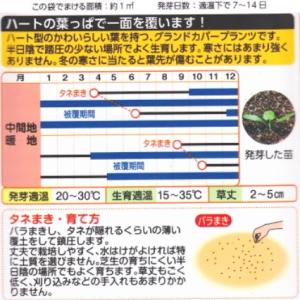 グランドカバー 種子 タキイ種苗 ダイカンドラ...の詳細画像1