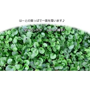 グランドカバー 種子 タキイ種苗 ダイカンドラ...の詳細画像3