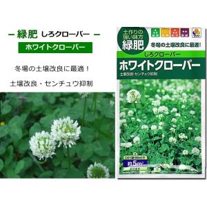 しろクローバー 種子 タキイ種苗 ホワイトクロ...の詳細画像3