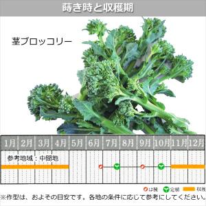 なばな 種子 アレッタ 2早生 90粒の詳細画像1