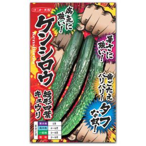 キュウリ 胡瓜 種子 ケンシロウ 17粒 きゅうり