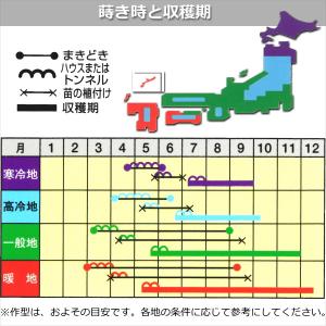 キュウリ 胡瓜 種子 ケンシロウ 17粒 きゅうりの詳細画像1