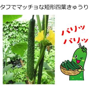 キュウリ 胡瓜 種子 ケンシロウ 17粒 きゅうりの詳細画像2