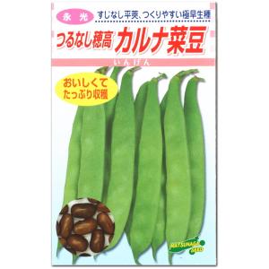 インゲン 種子 カルナ 菜豆 つるなし穂高 30ml