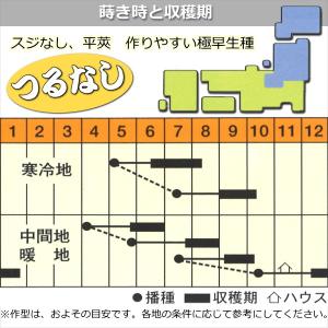 インゲン 種子 カルナ 菜豆 つるなし穂高 30mlの詳細画像1