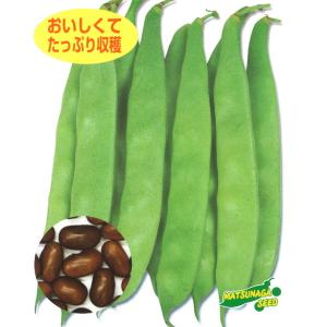 インゲン 種子 カルナ 菜豆 つるなし穂高 30mlの詳細画像2
