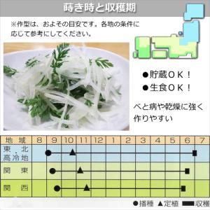 タマネギ 種子 ラッキー 3ml 玉ねぎの詳細画像1