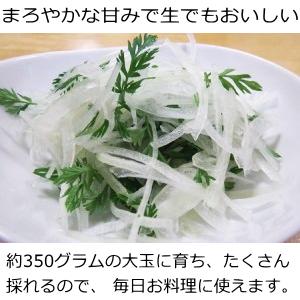 タマネギ 種子 ラッキー 3ml 玉ねぎの詳細画像2