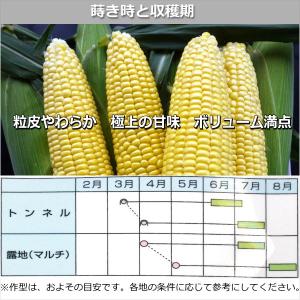 トウモロコシ 種子 スイートコーン 恵味ゴール...の詳細画像1