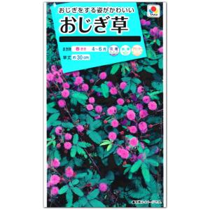 おじぎ草 種子 0.5ml（育苗可能本数：およそ35本)
