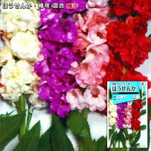ほうせんか 種子 椿咲混合 1.5ml（育苗可能本数：およそ60本)