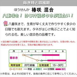 ほうせんか 種子 椿咲混合 1.5ml(育苗可...の詳細画像1