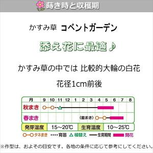 かすみ草 種子 コベントガーデン 1.8ml(...の詳細画像1