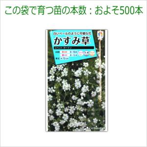 かすみ草 種子 コベントガーデン 1.8ml(...の詳細画像2