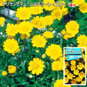 クリサンセマム 種子 ムルチコーレ イエロー 1ml（育苗可能本数：およそ100本)