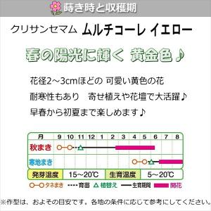 クリサンセマム 種子 ムルチコーレ イエロー ...の詳細画像1