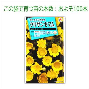 クリサンセマム 種子 ムルチコーレ イエロー ...の詳細画像2
