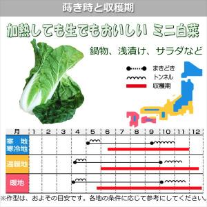 ミニ白菜 種子 タイニーシュシュ 2ml (粒...の詳細画像1