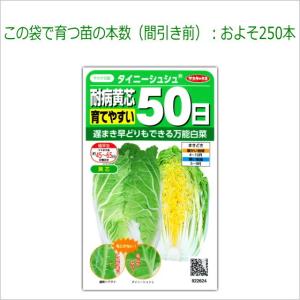 ミニ白菜 種子 タイニーシュシュ 2ml (粒...の詳細画像2
