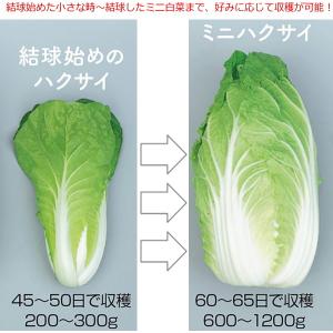 ミニ白菜 種子 タイニーシュシュ 2ml (粒...の詳細画像3