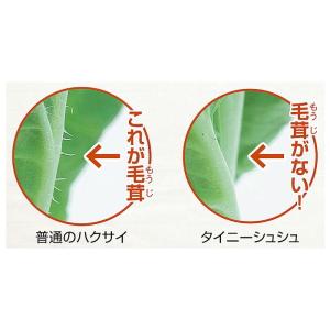 ミニ白菜 種子 タイニーシュシュ 2ml (粒...の詳細画像4