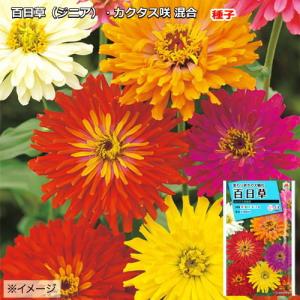 百日草（ジニア）・カクタス咲 混合 2.5ml（育苗可能本数：およそ25本)