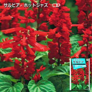 サルビア 種子 ホットジャズ 0.6ml（育苗可能本数：およそ40本)