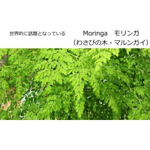 Moringa モリンガ わさびの木 マルンガ...の詳細画像2