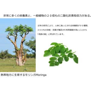 Moringa モリンガ わさびの木 マルンガ...の詳細画像3
