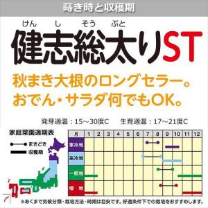 だいこん 種子 健志総太り(けんしそうぶとり)...の詳細画像1