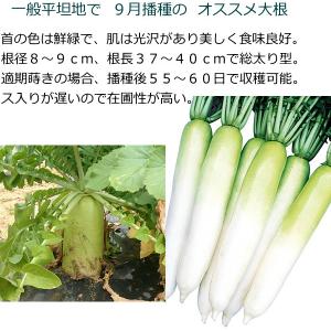 だいこん 種子 健志総太り(けんしそうぶとり)...の詳細画像2